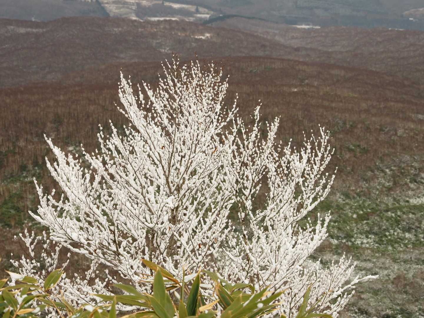 霜の花💮