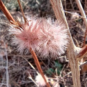 コウヤボウキの綿毛（種子）
