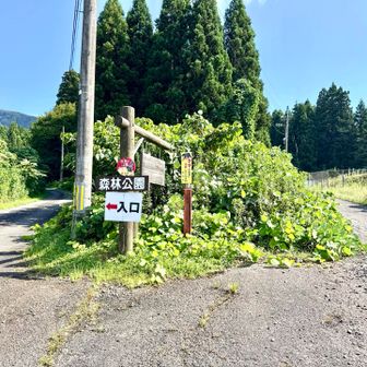 分岐、森林公園駐車場へ