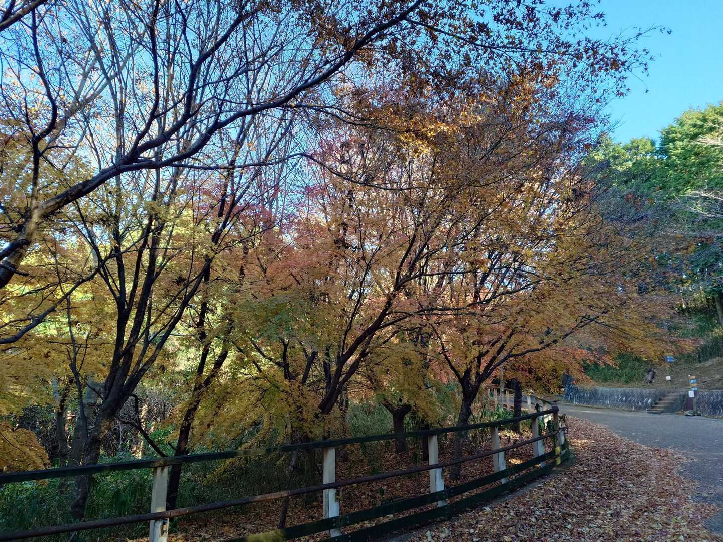 🍁