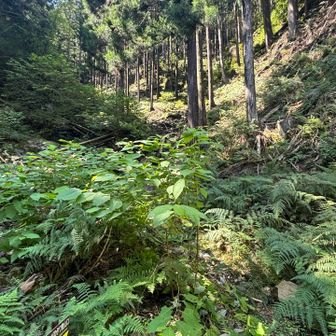 林道まで降りて来ましたが。最後は少し道が荒れてました