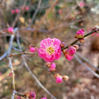 梅が咲き始めてました！