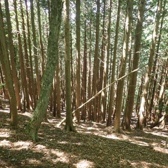 一休みしたら・・下山。
植林帯を見下ろす。