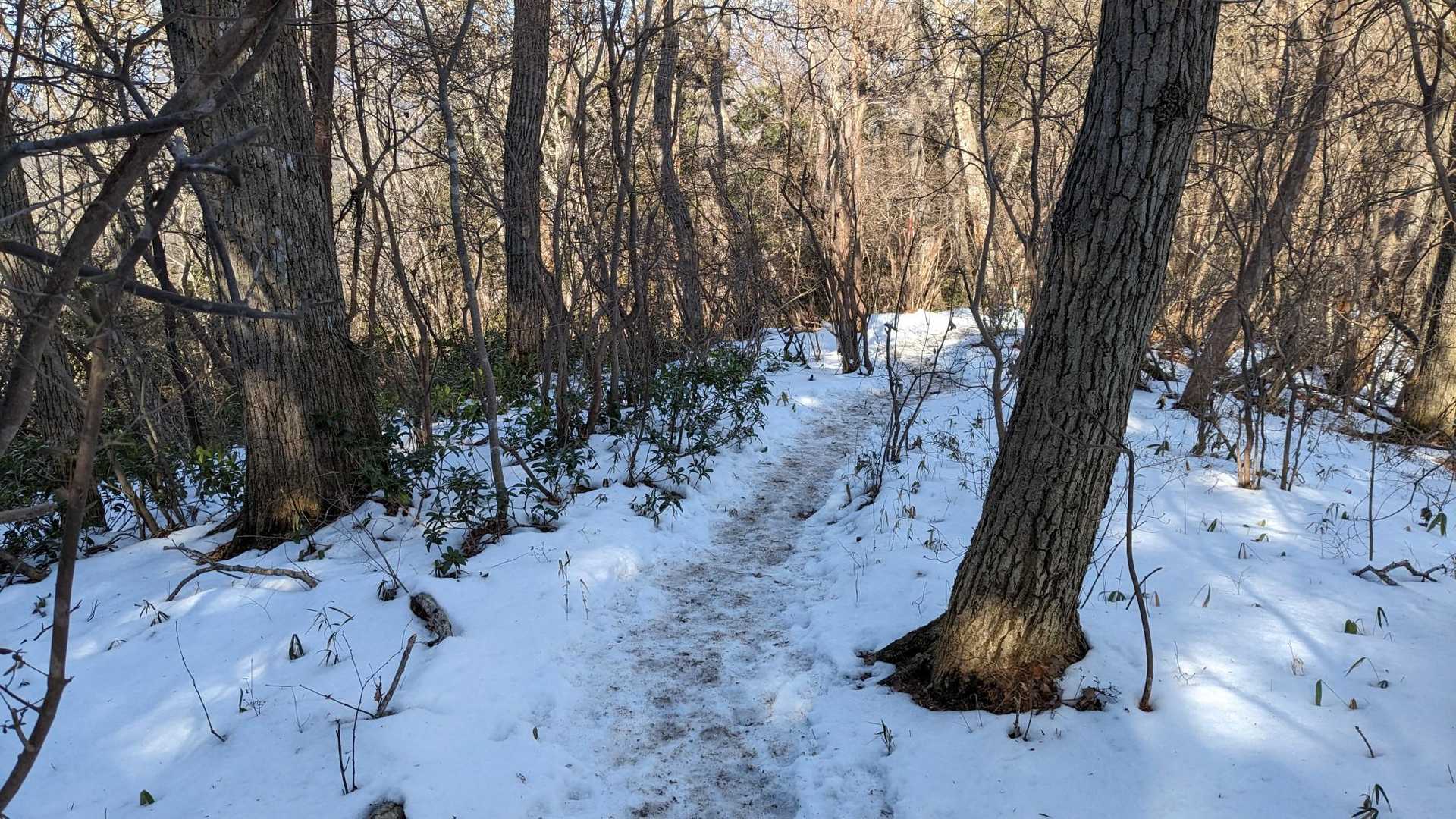 雪道の登りです✨雪道は下りより登りの方が歩きやすいです😅