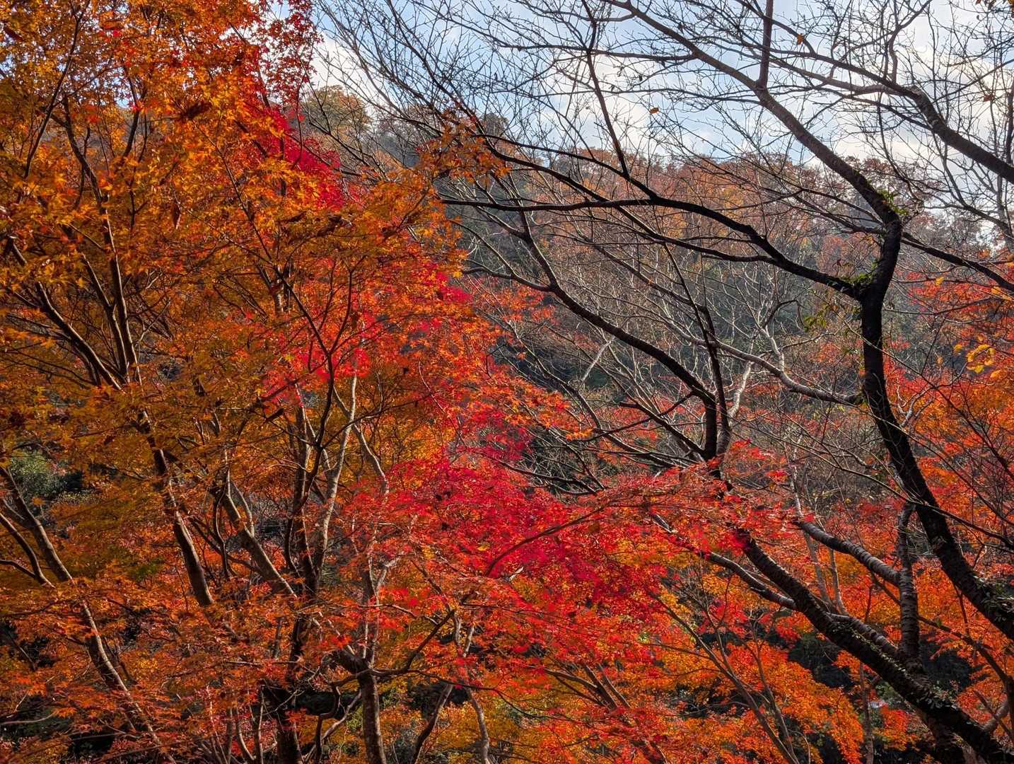 紅葉🍁に感動