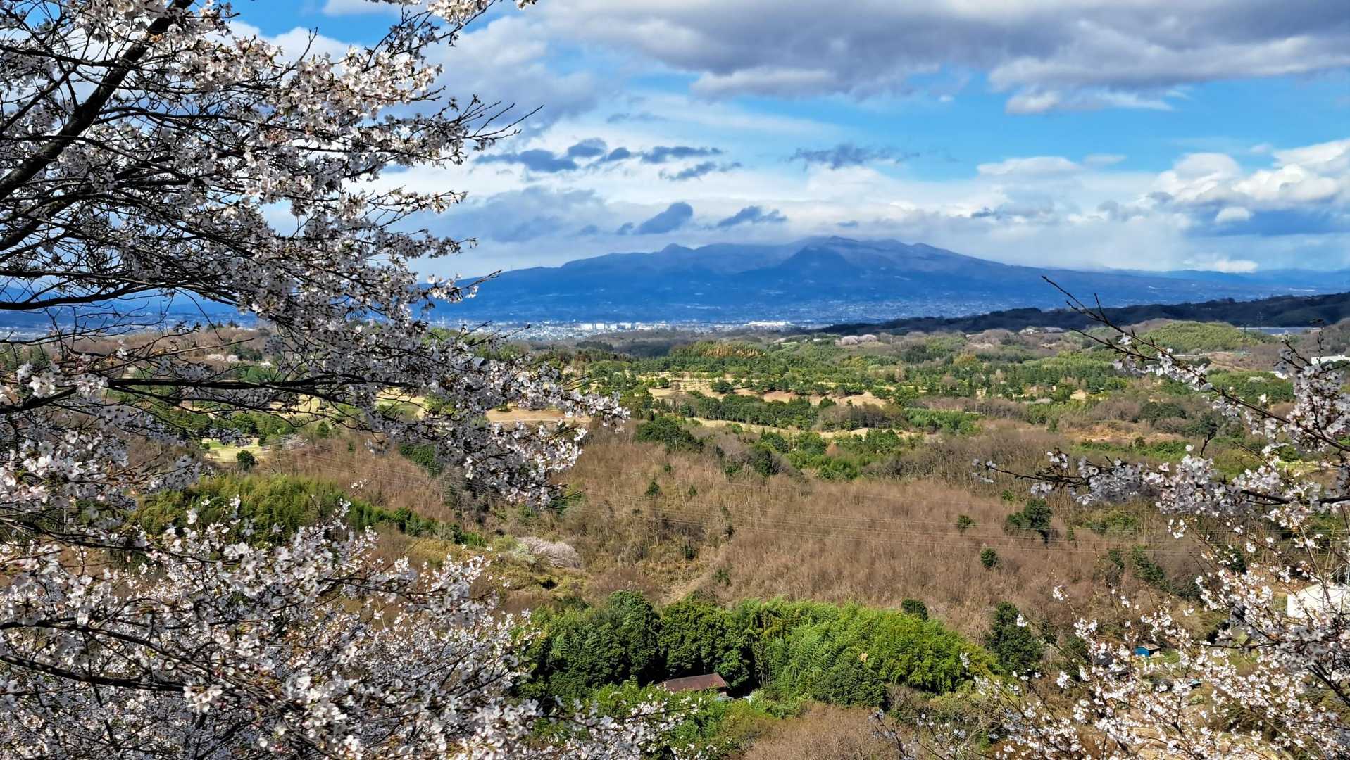 桜と寒そうな赤城山。