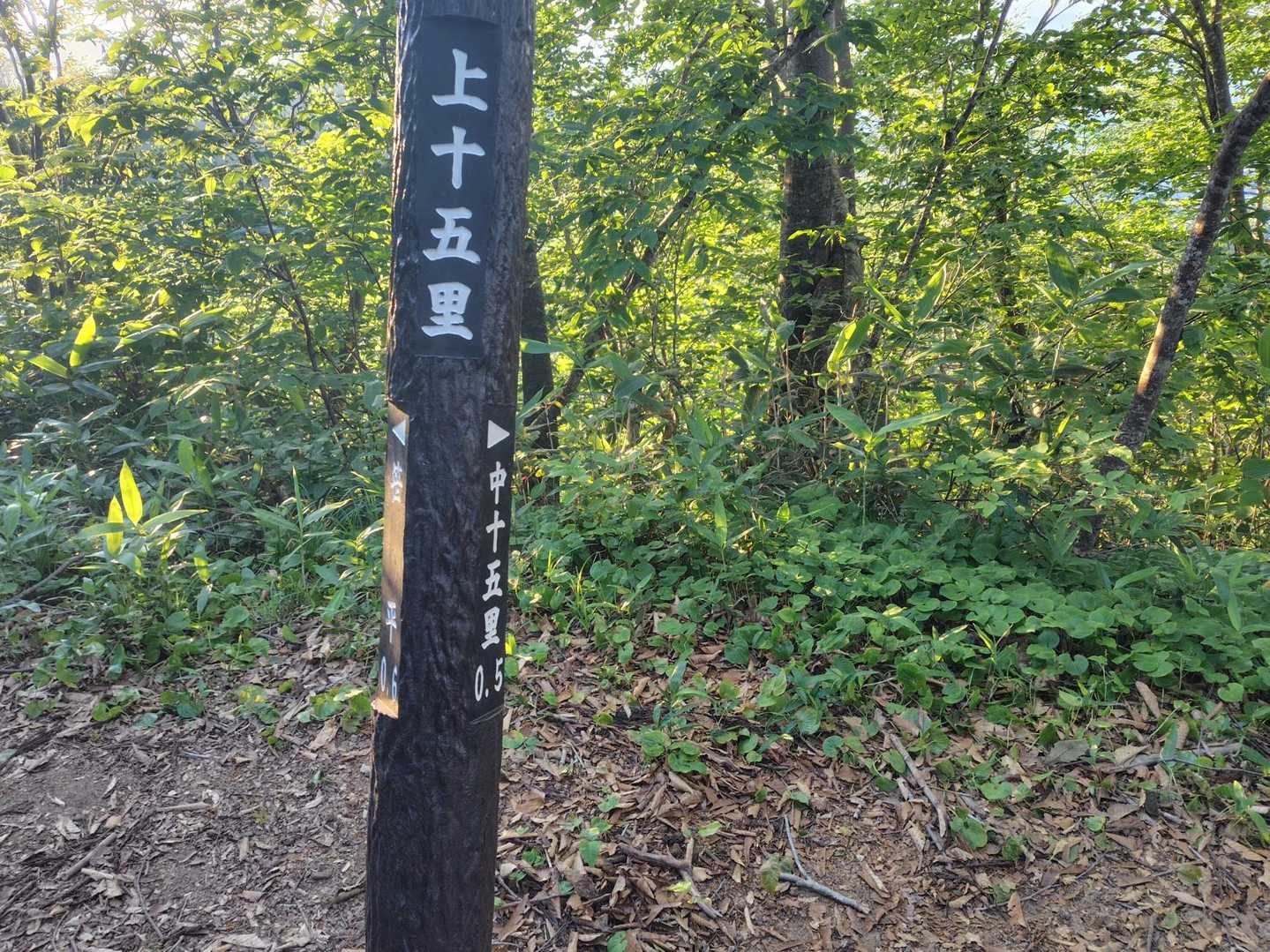 御沢登山口-横峰 往復コースの写真