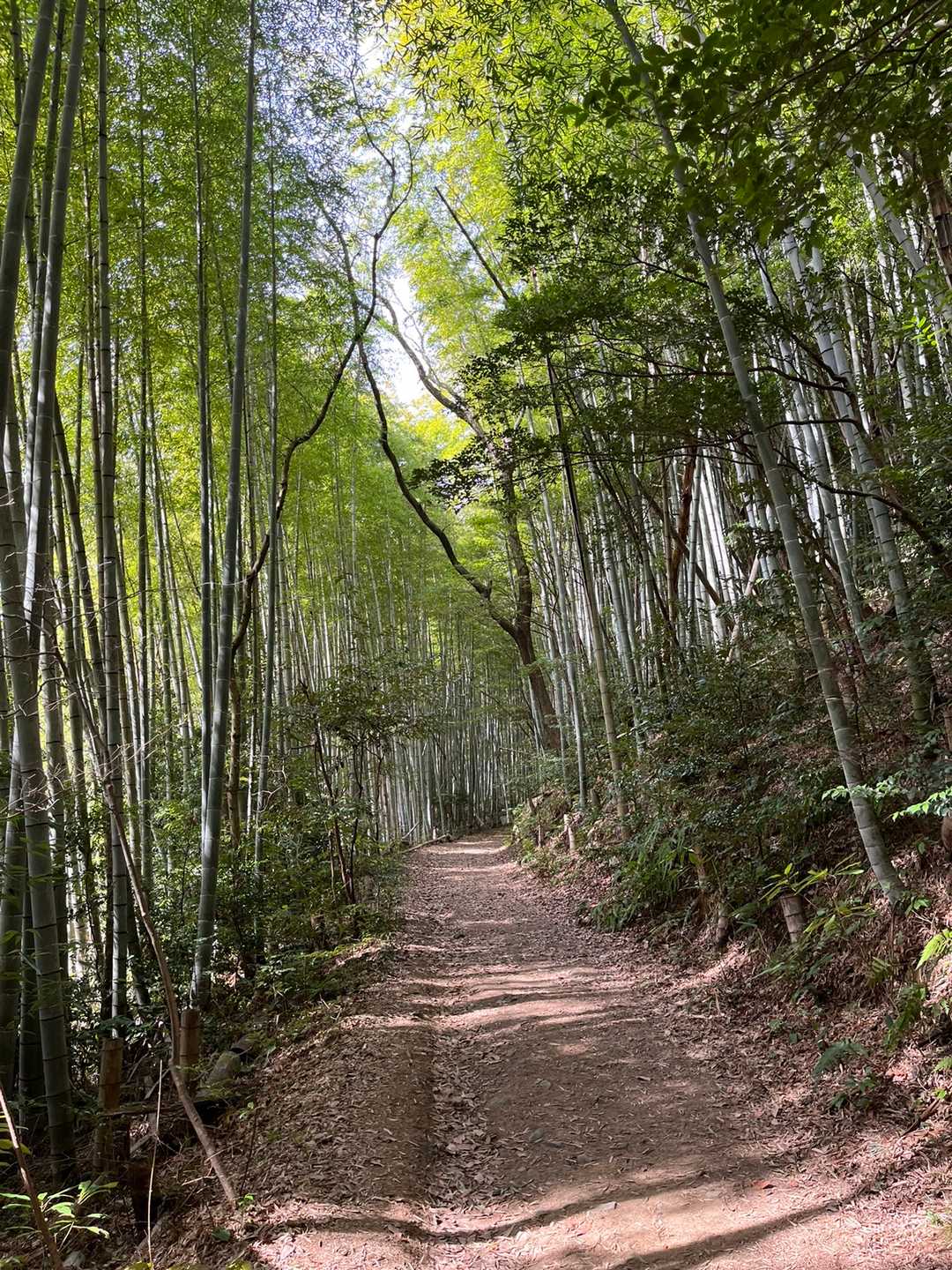 万灯山 周回コースの写真