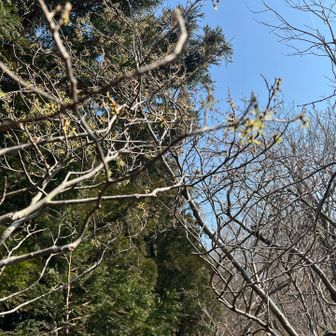 こちらもピンぼけです。😆白マンサク