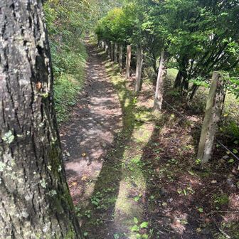 登山開始はずっと樹林帯を歩く