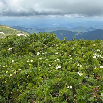山々と花🌼