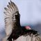 condor