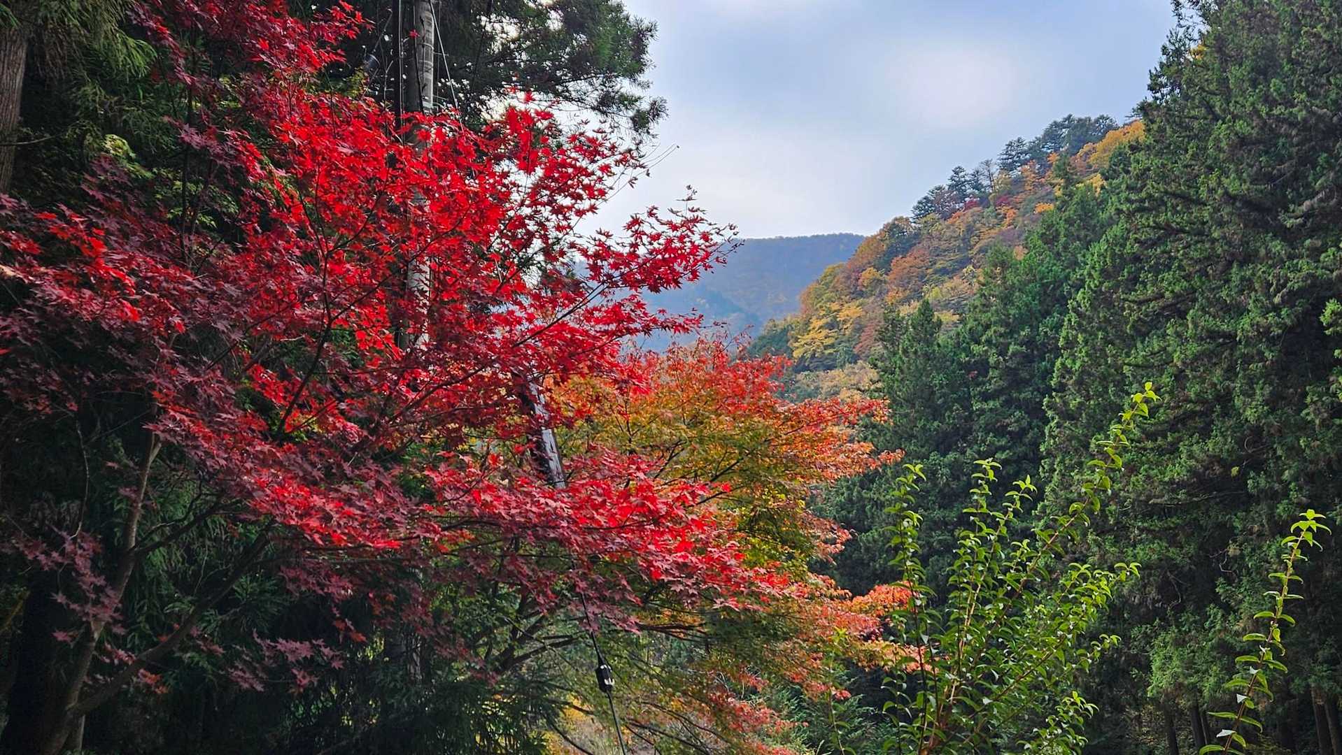 名郷バス停-鳥首峠-天神山-ウノタワ-大持山-妻坂峠 周回コースの写真