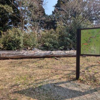 久しぶりに来たら倒木は撤去されてた🌳