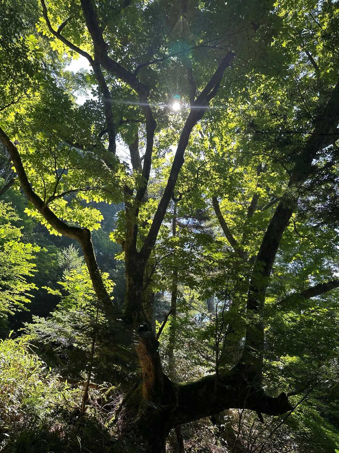 面河渓登山口-面河山 往復コースの写真