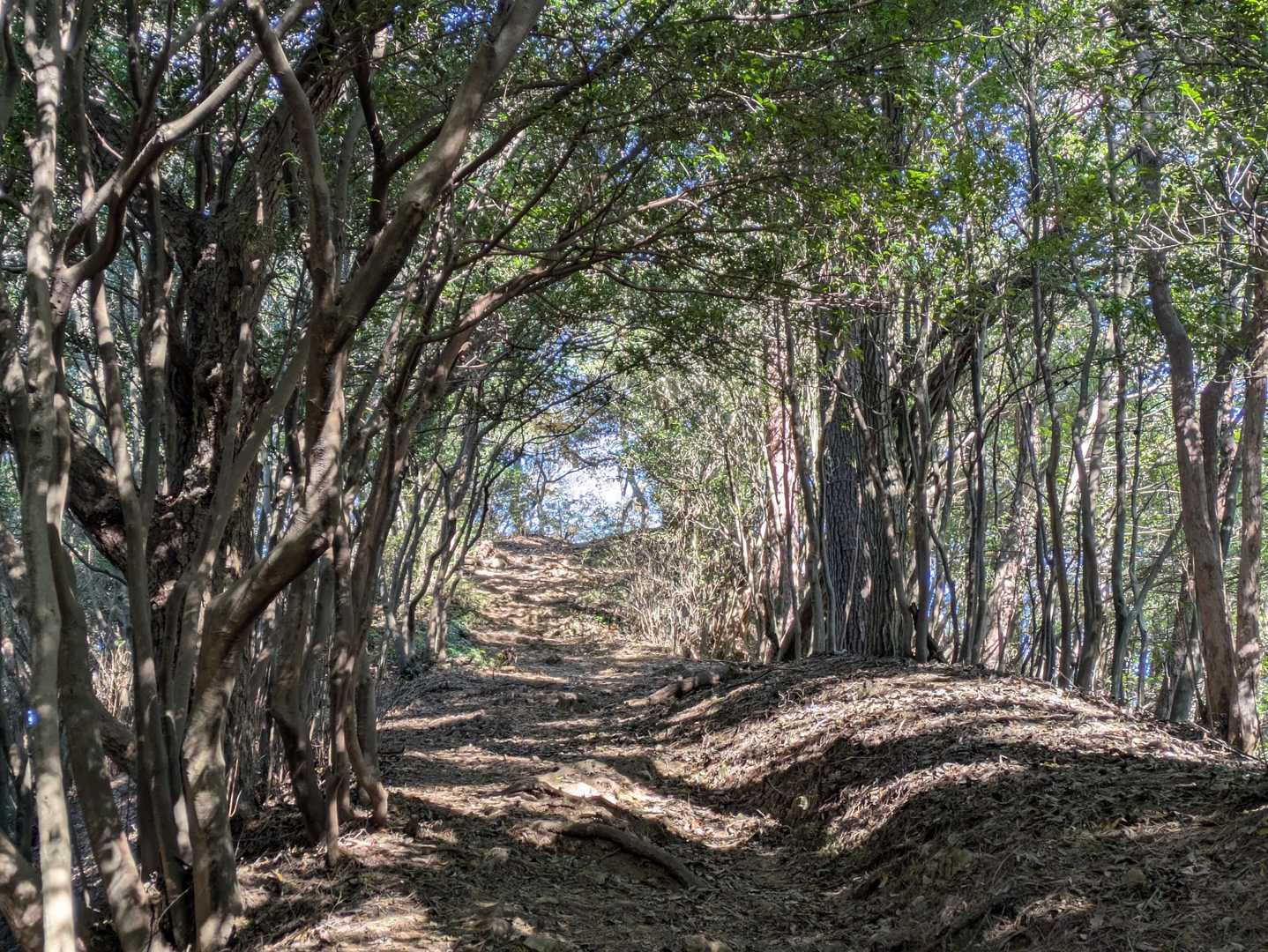 木のトンネル🫶