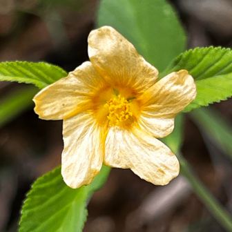 金午時花は黄色く午（うま）の刻、昼11時から13時に咲くという意
花のひねり方は色々あるみたい