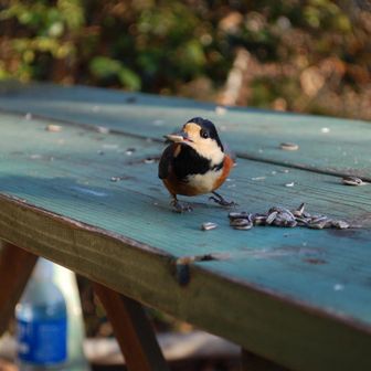 おそらく食いしん坊なヤマガラくんっぽい🐧