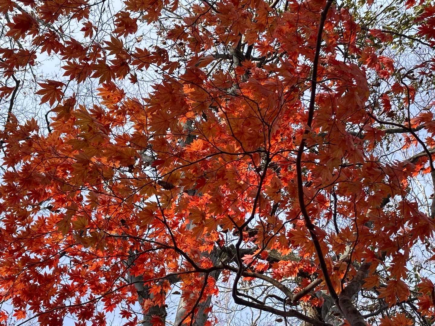 激下りし、🍁見る余裕でてきました
