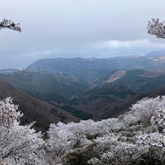 木に積もった雪が光って綺麗😍