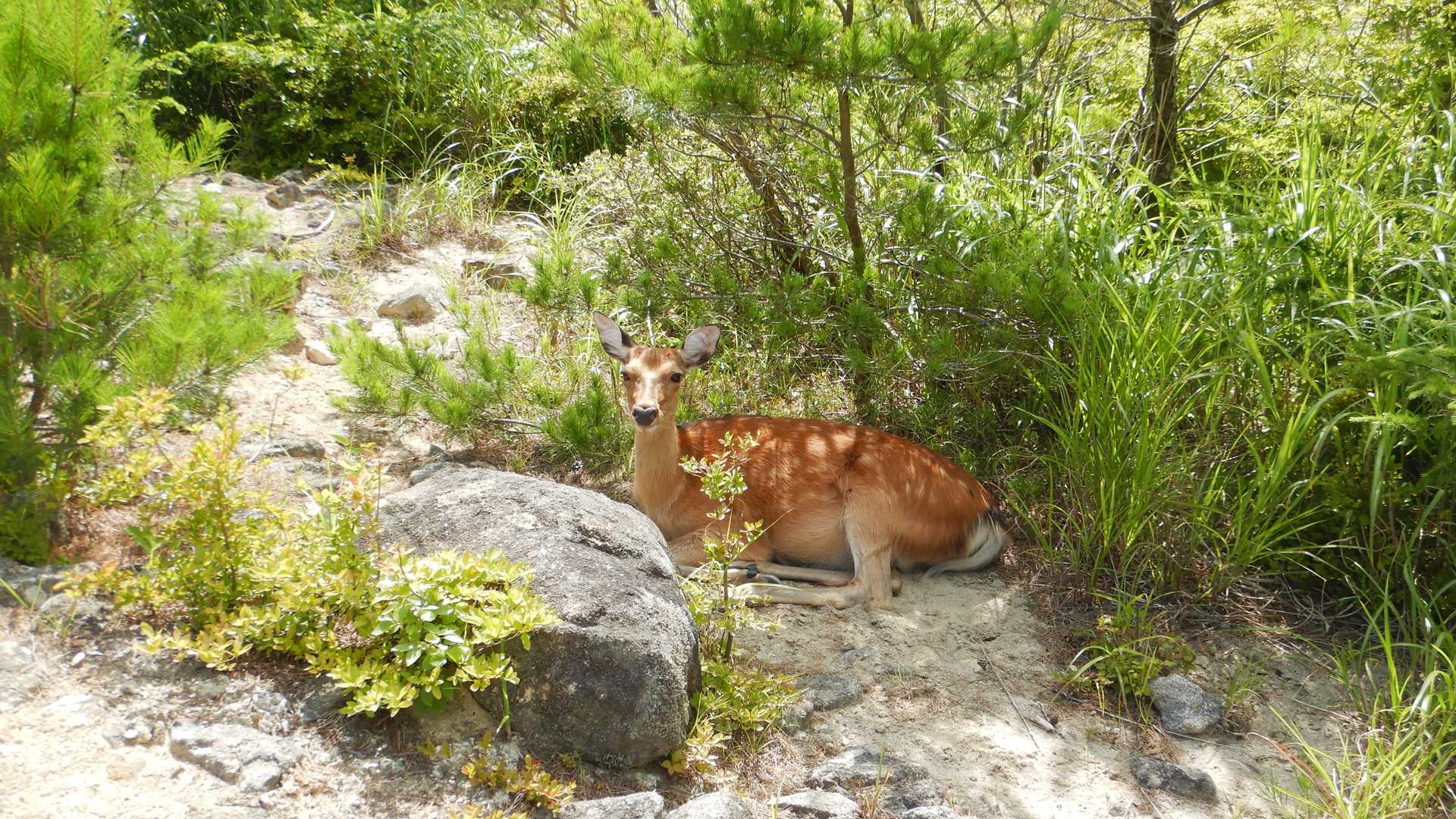 賽の河原でふと振り返るとすぐ後ろで涼んでおりました