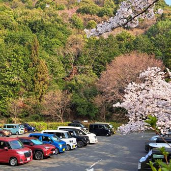ポケットパーク駐車場
桜🌸が満開でとてもキレイです。
来る途中にトイレがありますので
そちらを利用出来ます🚻