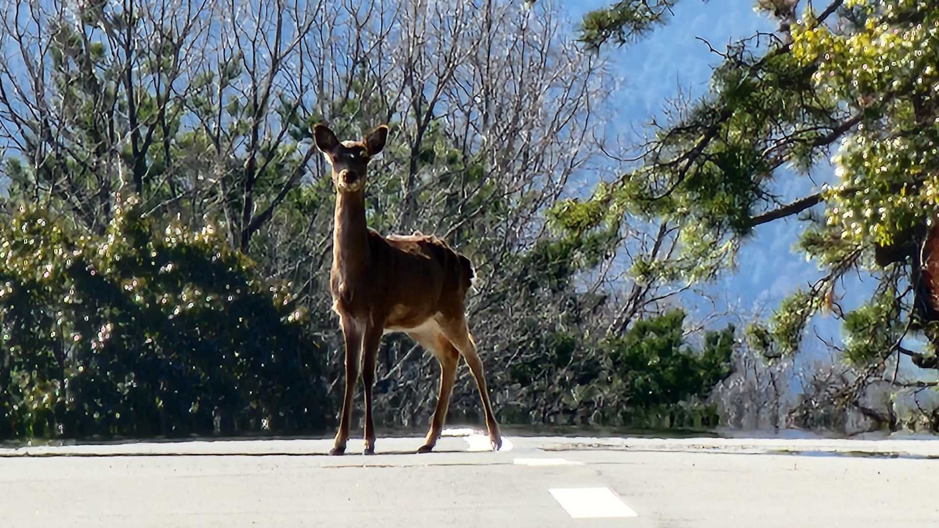 朝も二回見かけたけど走り抜けられた。こいつ何か言いたそう😆ずーっと睨み付けられました🦌