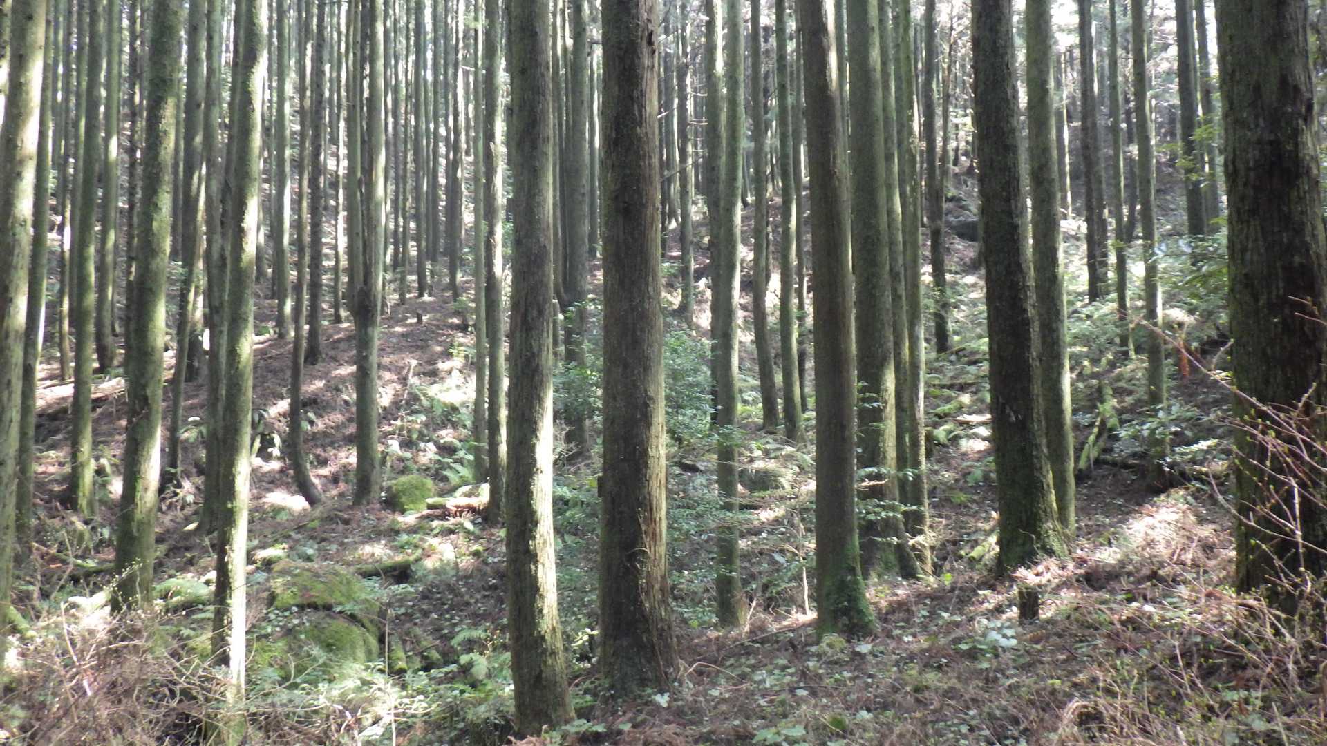 羽金山登山口-河童山-羽金山-獅子舞岳 周回コースの写真