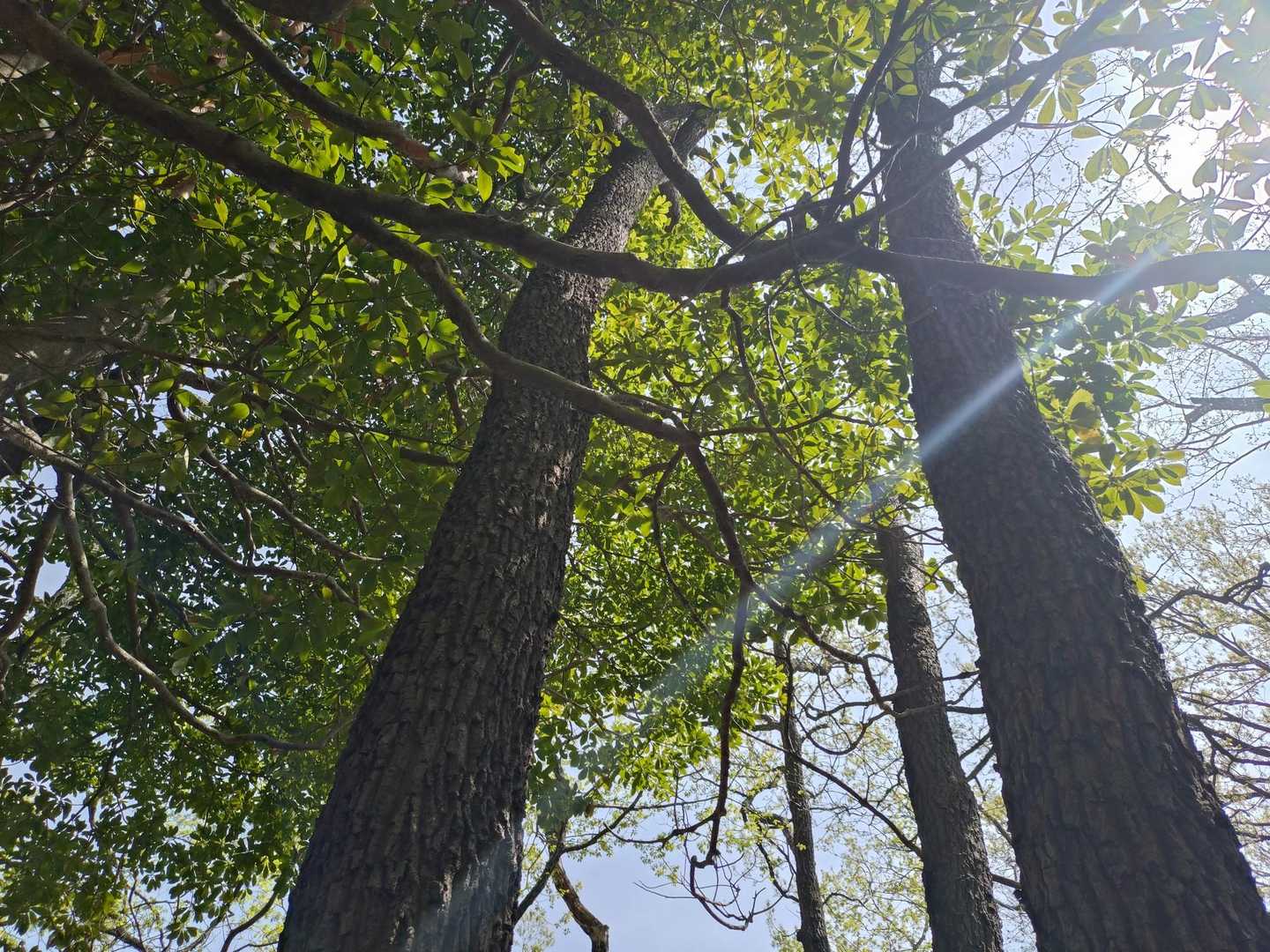 弘法山登山口-吾妻山-善波峠-弘法山 往復コースの写真