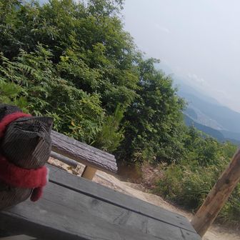 ネコさん。