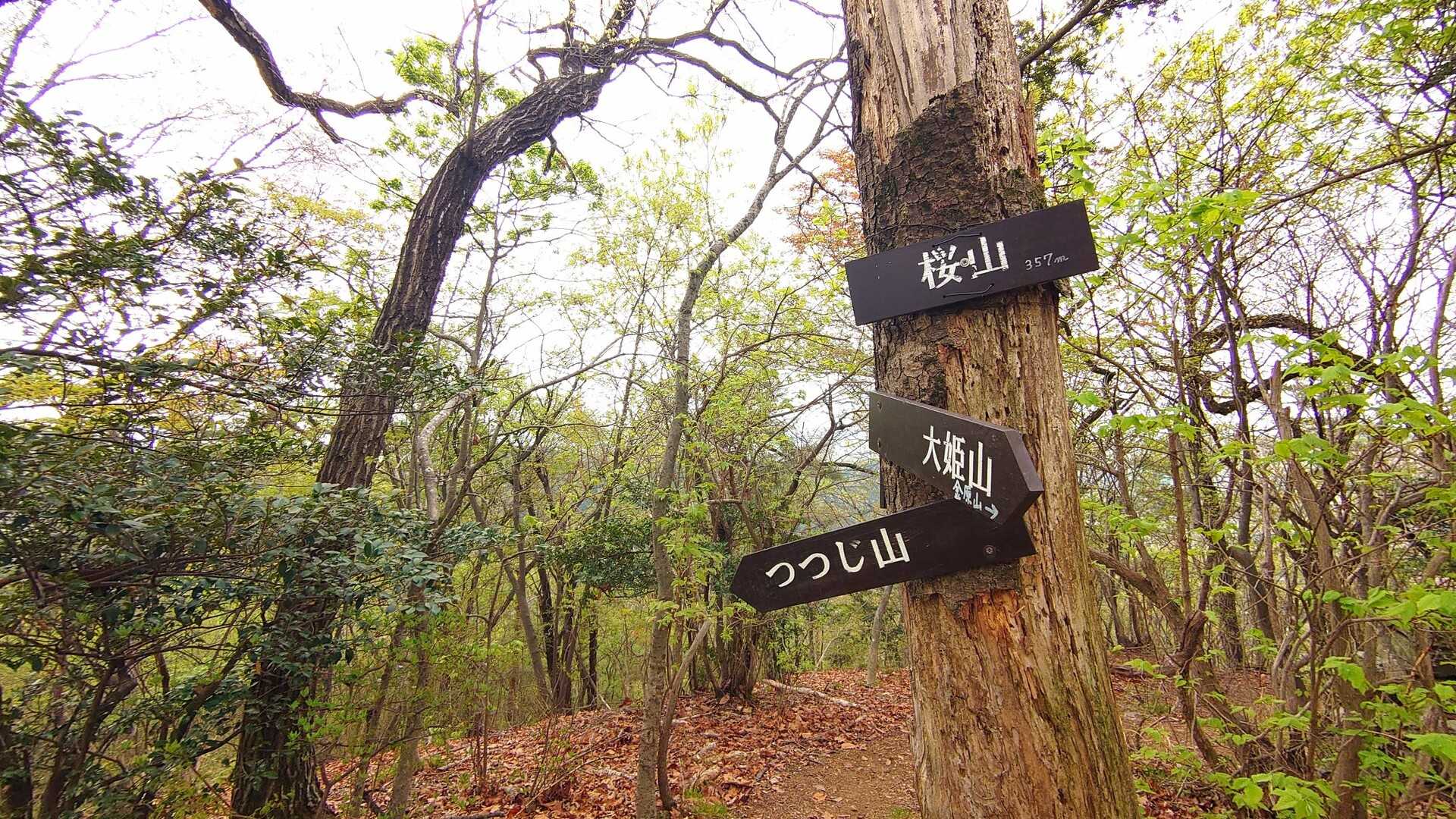 桜山の写真