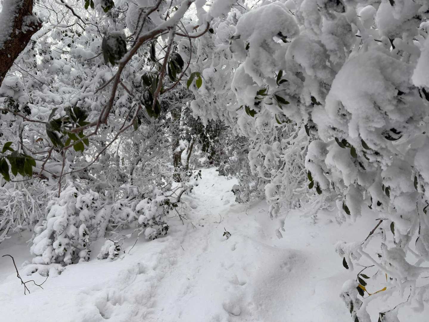 雪をかぶりながら進みます🚶🚶‍♂️