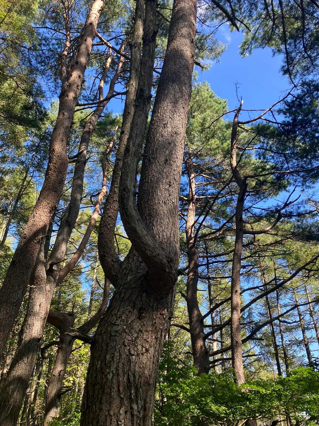 守屋山 往復コースの写真