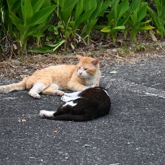 お迎えの小虎、ただいま