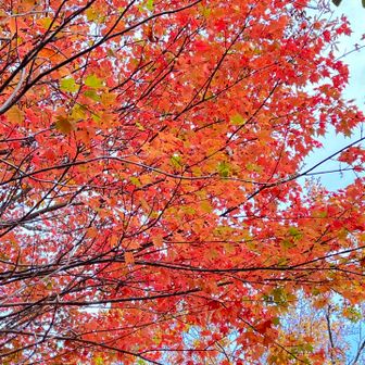 今日は平瀬道の紅葉🍁💯楽しめましたー🤗