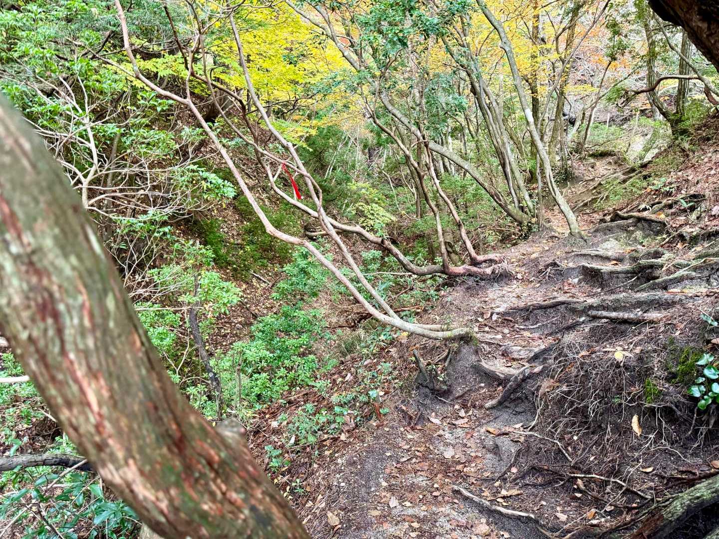 武平トンネル東登山口-武平峠-鎌ヶ岳-御在所岳 周回コースの写真