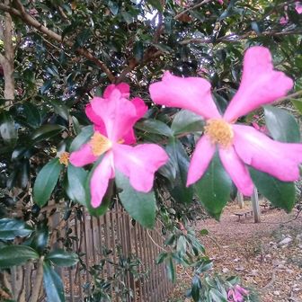 サザンカだが異なる形の花も混じってるのを発見(赤)