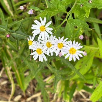 山道は花がないな…と思ったら、何気ない所で花見つける🤍🤭