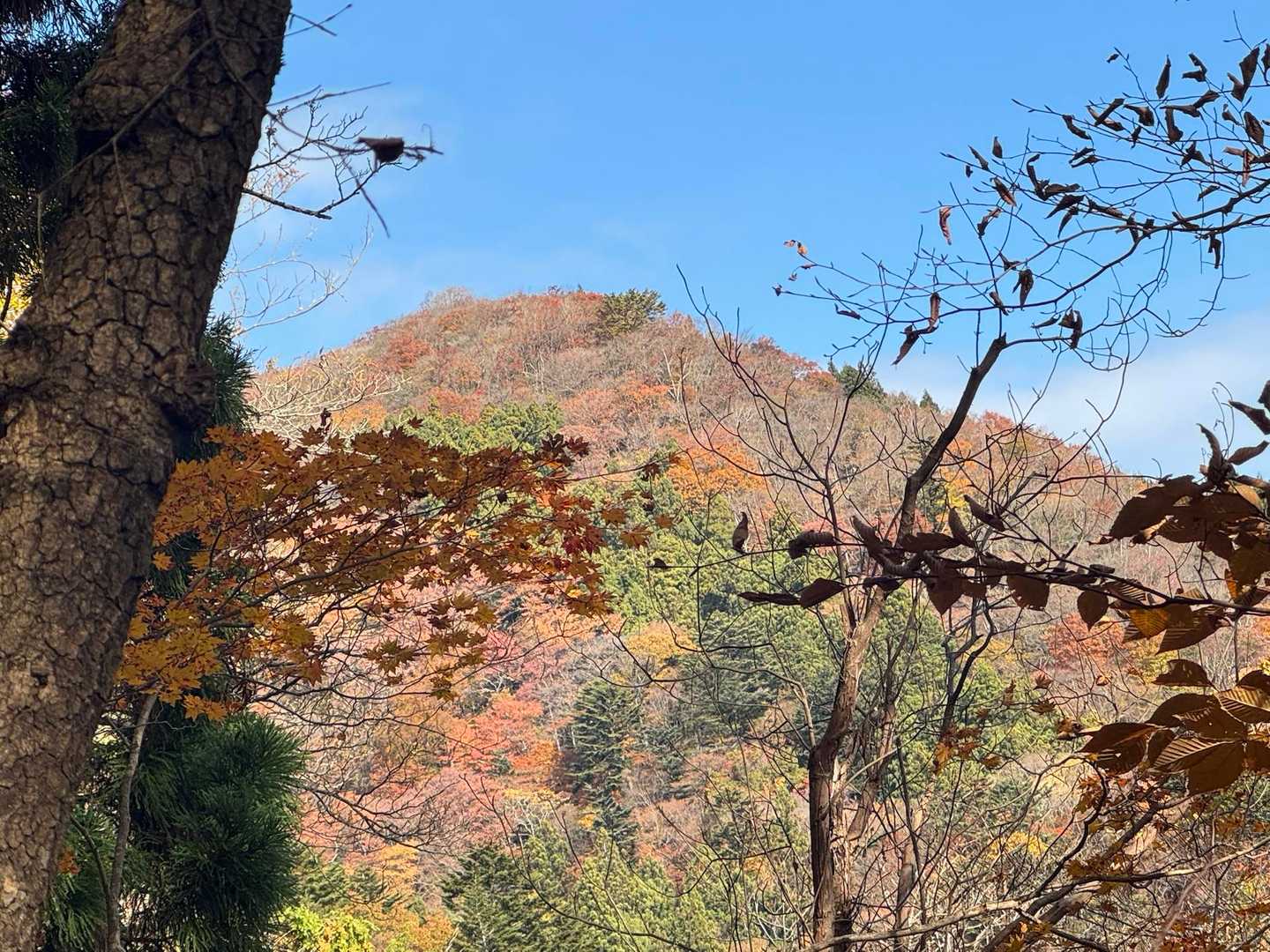 周りの山々もいい色になってますね🍁