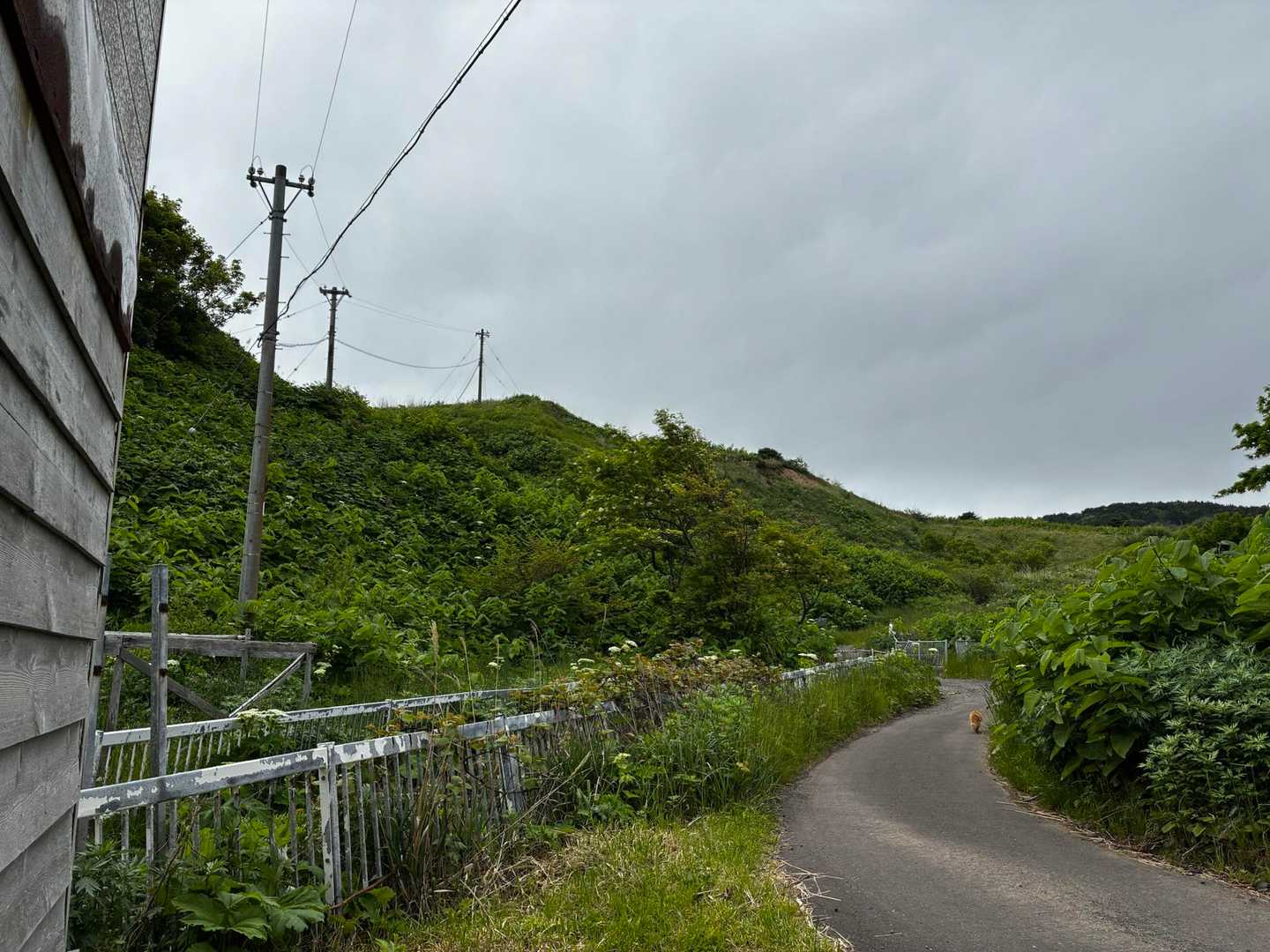元地灯台-つばめ山-キンバイの谷-礼香寺 縦走コースの写真