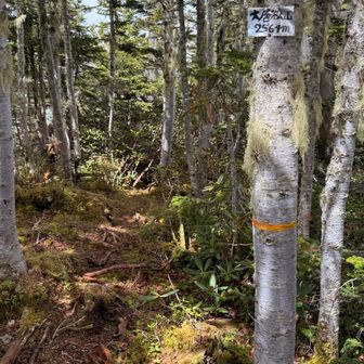 そしてこちらが山頂。甲斐百山38座目"大唐松山"に登頂！
甲斐百山の中で最難関らしい