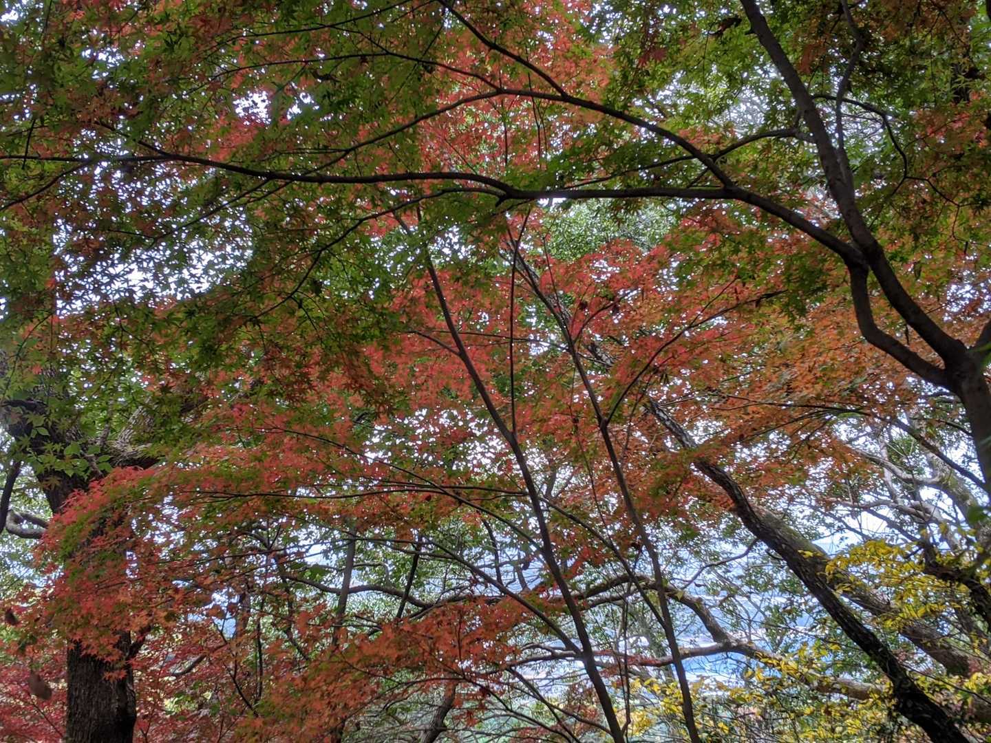 鎮西山-鷹取山 周回コースの写真