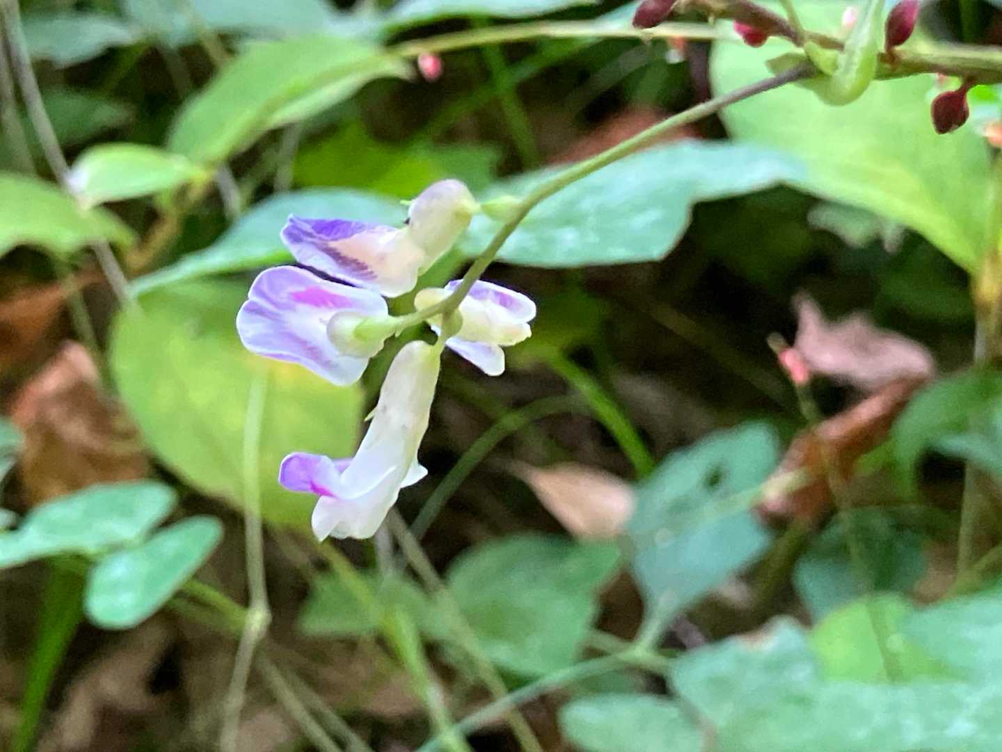 豆科の植物