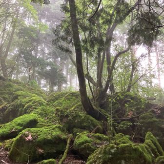 苔が綺麗