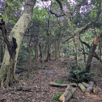 鷹取山山頂へはこんなところから!
バキバキ😳