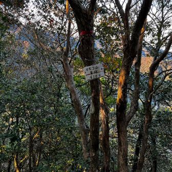 ここからザレザレの急降下が続く