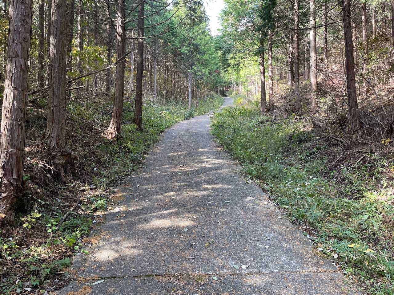 500m程歩くと舗装路に😣
見た目ではわからないですが
結構、急です。