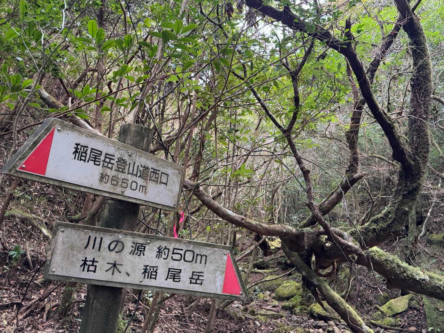 枯木岳-稲尾岳 往復コースの写真