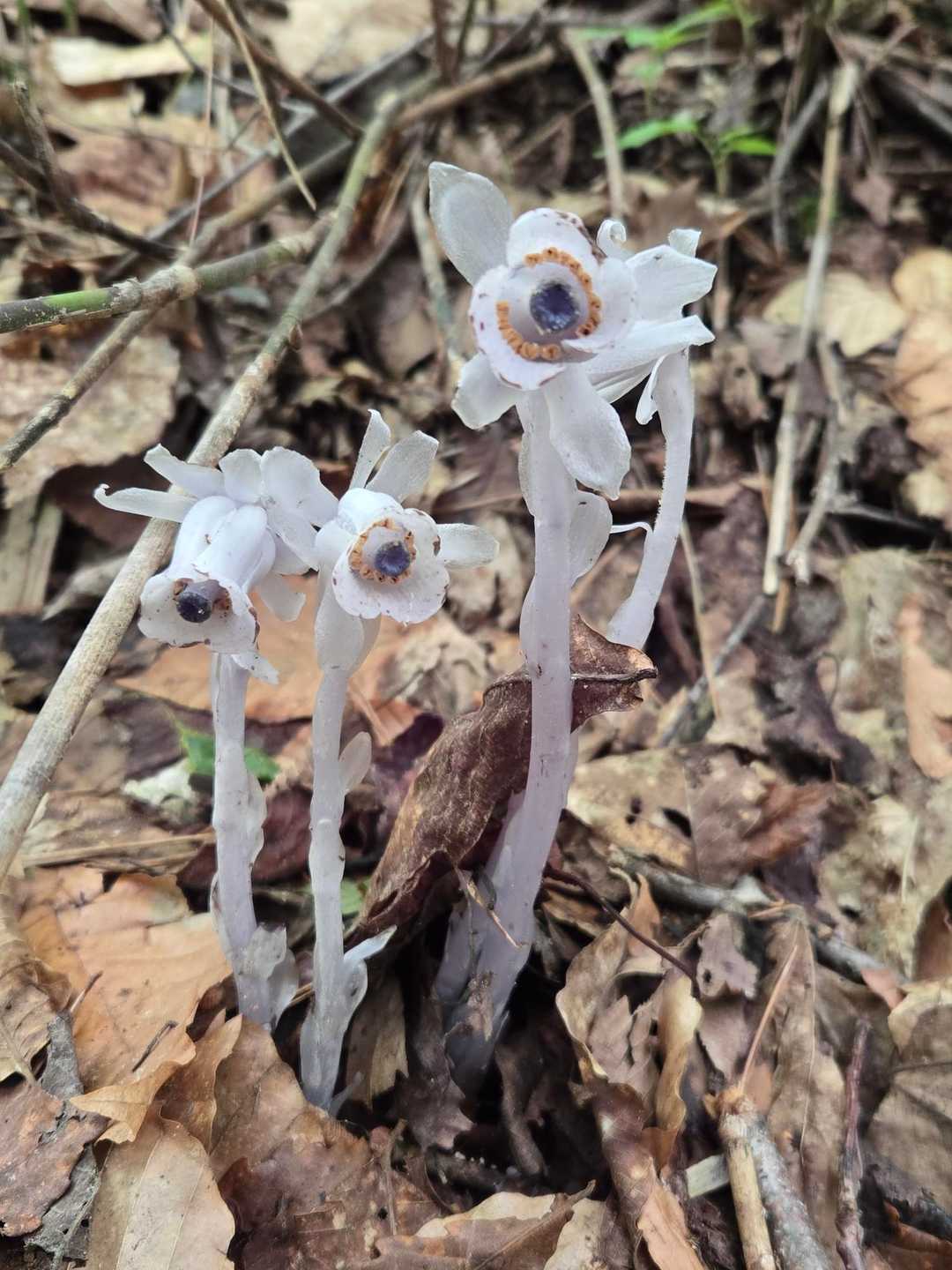 登りは、ギンリョウソウが山頂までありました