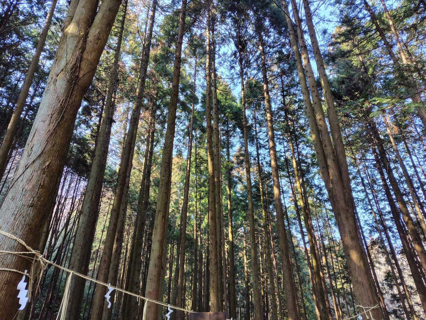見事に三分かれしてる夫婦杉
歴史とかも気になるね🦊